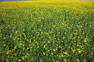 ROG更胜一筹！Ally和Steam Deck视频对比